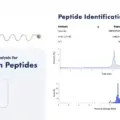 What Is a Certificate of Analysis for Research Peptides? COA Guide