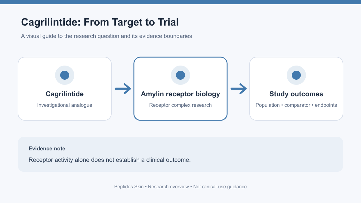 Schematic of amylin receptor research questions and clinical evidence checks for cagrilintide.