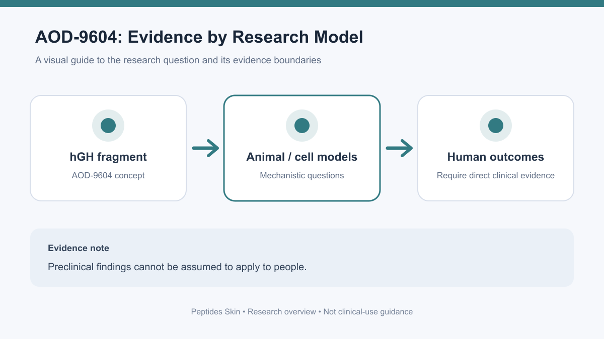 Schematic separating AOD-9604 fragment research, preclinical models, human study questions, and evidence limits.