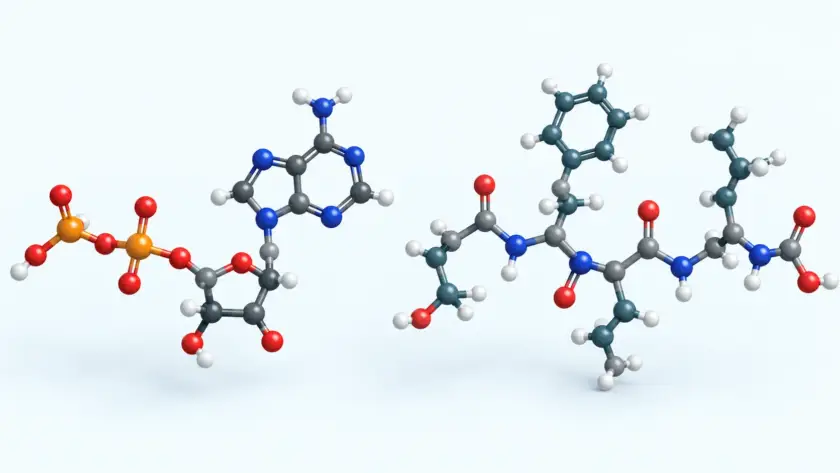 Molecular science illustration for the NAD+ classification article