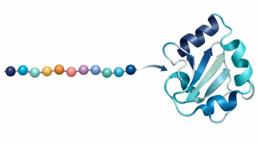 Diagram-style illustration for peptide sequence and molecular structure