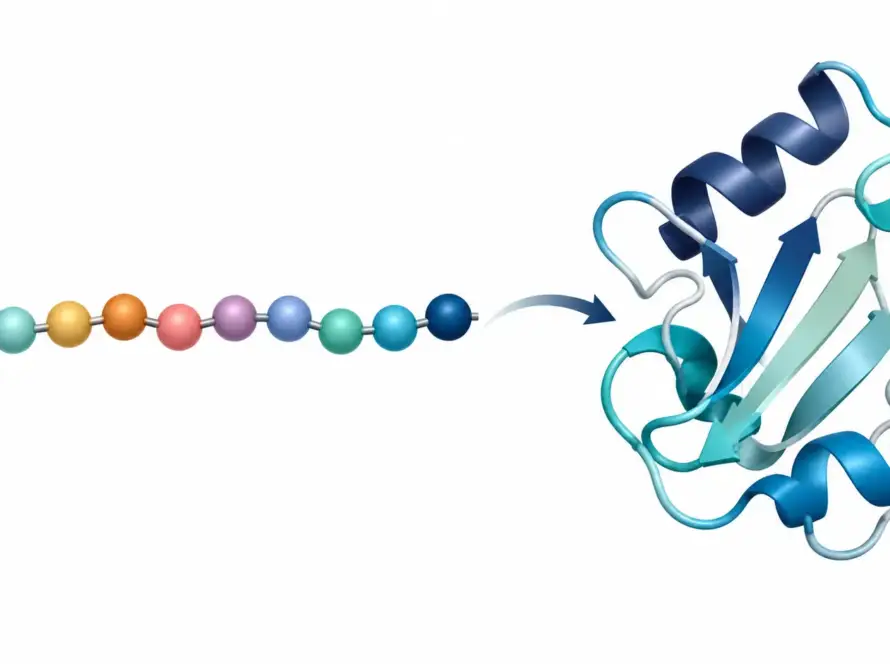 Diagram-style illustration for peptide sequence and molecular structure